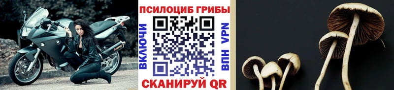 Псилоцибиновые грибы мицелий  Покровск 